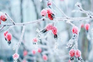 MLS赛场惊喜不断，这粒进球让所有人都拍案叫绝！