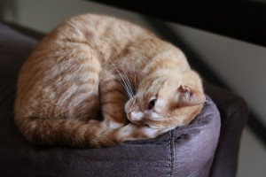 谁能问鼎荣耀橄榄球明星赛巅峰对决,球迷们已按捺不住! 谁能问鼎荣耀橄榄球明星赛巅峰对决,球迷们已按捺不住!